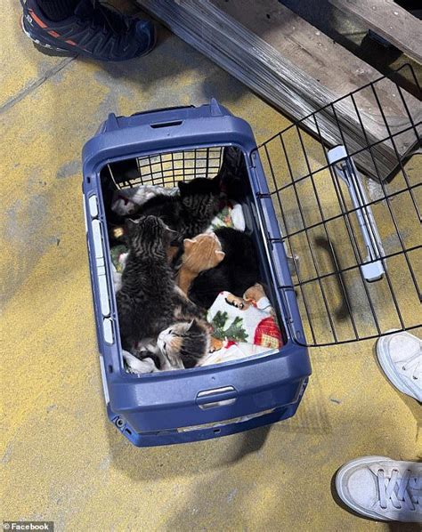 Kittens found living on top shelf of Lowe's store after their moms ...