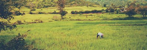 Natural Korean Lawn Natural Grass Carpets Online | Hyderabad Korean ...