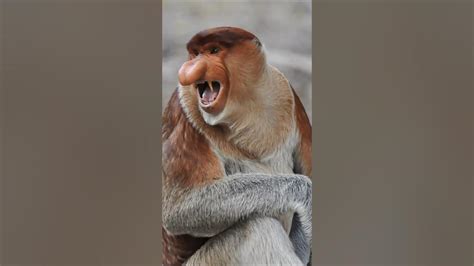 Proboscis Monkey – One of the Strangest Animals in the Wild - YouTube