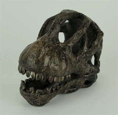 Zeckos 6 inch Brachiosaurus Dinosaur Skull Fossil Statue Resin Office ...