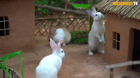 Watch this lonely rabbit leave the cold and find a warm safe place
