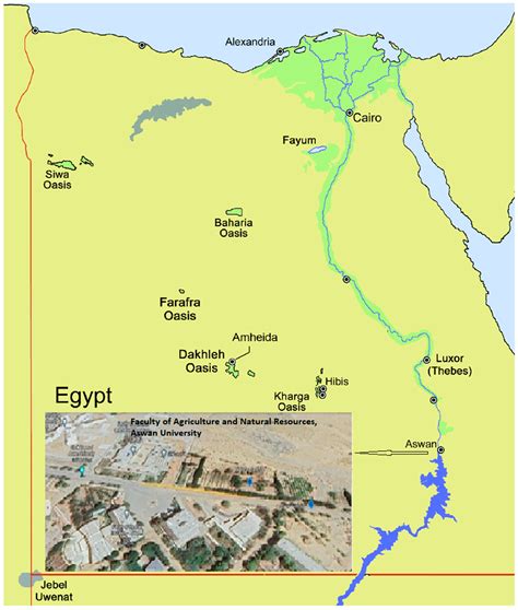 Combining Indigenous Endophytes with Reduced NPK Fertilization Enhances ...
