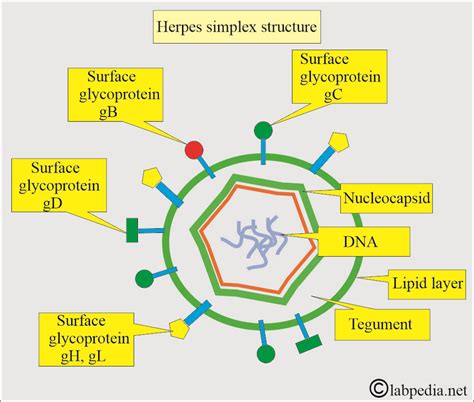 Summary of The Hepatotropic Viruses and Other Viruses - Labpedia.net