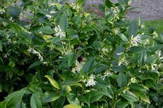 Sarcococca confusa - sweet box | Plants, Shrubs, Organic container ...