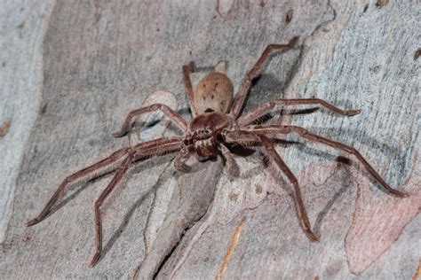 Why Spiders May Be the Best Housemate You Could Ask For – The Nature ...
