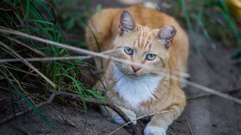 Pet Peeves: Cat urinary infections are preventable. What you can do