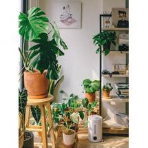 Jual Tanaman rambat daun plastik hias gantung lee kwan yu dekorasi ...