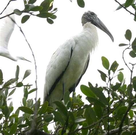 Uncommon stork to be released from captivity in Hialeah | Miami Herald