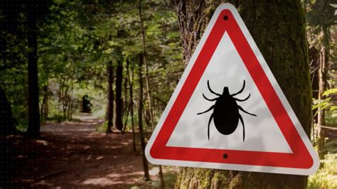 What Is Lyme Disease and what are the symptoms?