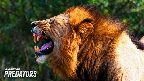 Lions vs Hyenas: Nature's Most Efficient Predators | Attack and Defend 101