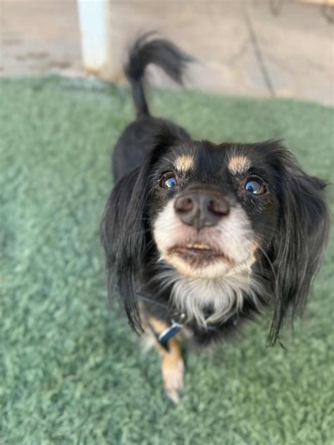 Chuco—Senior Spaniel/Dachshund Mix Seeks Calm Home and a Cozy Spot for ...