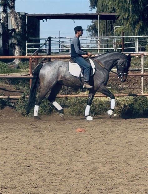 Andalusian Gelding