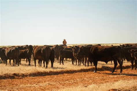 Fire caused by 'frightening lightning' destroys cattle feed as Queensland braces for more heat ...