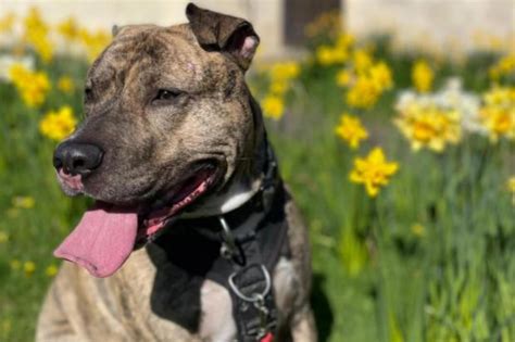 Five pets at RSPCA Hampshire looking for loving homes