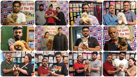 Boston terrier Puppies For Sale in Koderma at Best Price