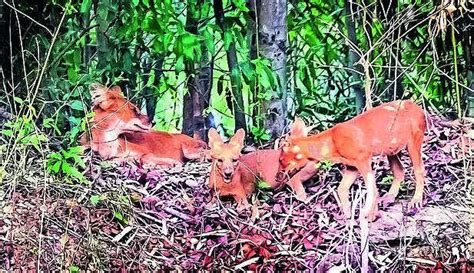Endangered Indian dhole spotted with two pups at Debrigarh wildlife ...