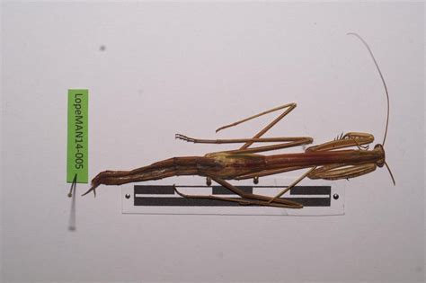 Tenodera