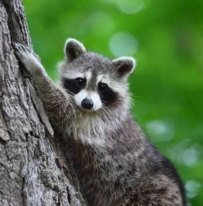 Hombres en lancha graban el momento exacto donde un megalodon salta del ...