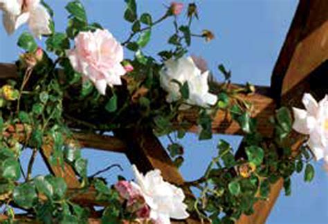 Lovely Roses | HDFC Bank Ltd