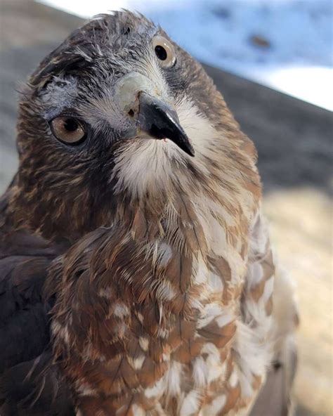Winter Wildlife Day at the Wells Reserve, Wells Reserve at Laudholm, 19 ...
