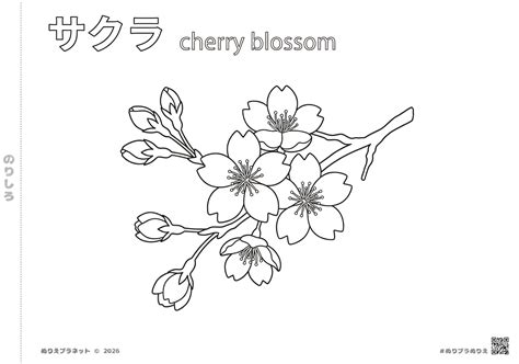 Sakura (Cherry Blossom) Coloring Page | Free Printable & Learn Japanese ...