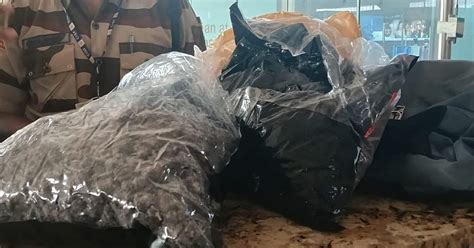 Mumbai Airport Drug Bust: CISF Seizes ₹2 Crore Hydroponic Weed, Loader ...