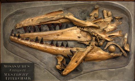 6 Amazing Facts About The Mosasaurus – Dino World