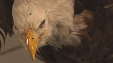 Michigan Department of Natural Resources investigating five bald eagle deaths