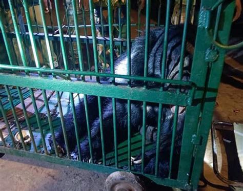 App-controlled smart cage helps capture sloth bear and cubs safely in ...