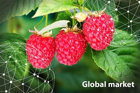 GLOBAL MARKET OVERVIEW RASPBERRIES