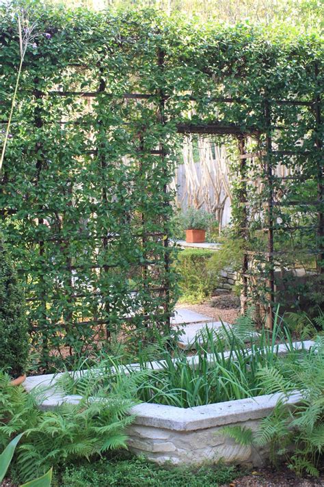 patio trellis | Japanese maples are happy here. It's tough to find the ...