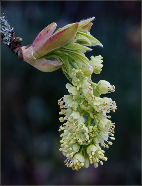 Big Leaf Maple Explosion - Image Critiques - Nature Photographers Network
