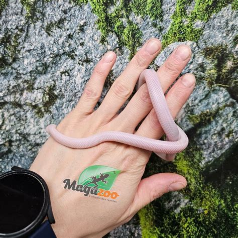 Female Blizzard Corn Snake Born September 1, 2025 - Magazoo, the ...