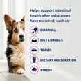(6 pack) Nutramax Proviable Probiotics for Dogs, Diarrhea Support Kit ...