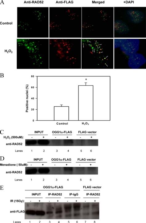 The Recombination Protein RAD52 Cooperates with the Excision Repair ...