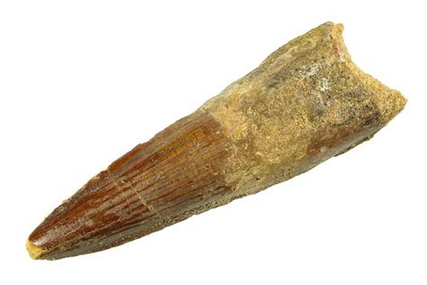 2.10" Fossil Spinosaurus Tooth - Real Dinosaur Tooth (#351563) For Sale ...