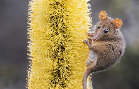 The extraordinary life of the honey possum - Australian Geographic