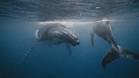 A 27 ton whale was hauled from the sea - then the crew saw its legs