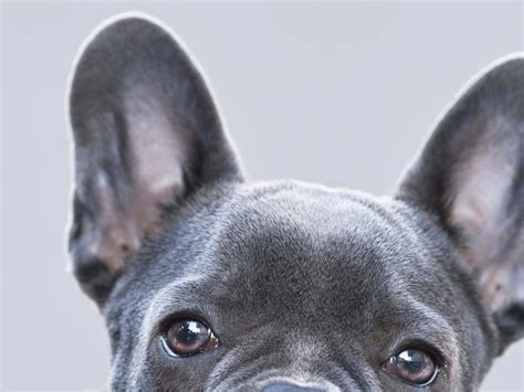 Pudgy Gray Frenchie Looks Exactly Like a Baby Koala Bear - Parade Pets