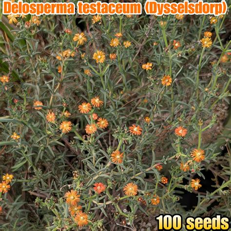 【種子(大容量お得パック)/100粒】Delosperma testaceum (Dysselsdorp, RSA)/デロスペルマ・テスタケ ...