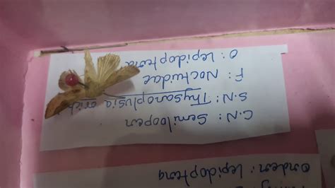 Insect Identification for B. Sc Agriculture Students Part -5