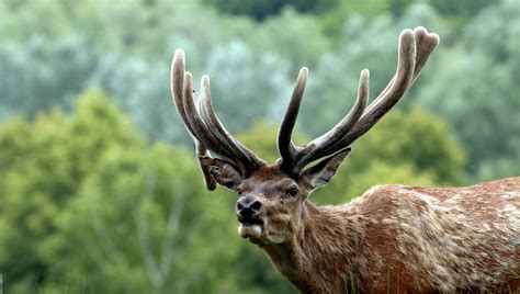 Wildlife Experts Say These Animal Warning Sounds Mean More Than People Realise, and Here’s What ...