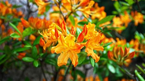 Bright orange azalea flowers blooming in spring in Metro Atlanta ...