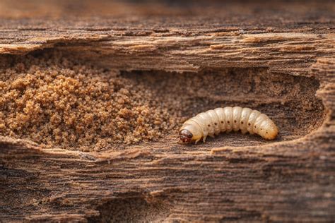CSRT vs CSSW for Deathwatch Beetle: Which Survey Qualification Matters Most?