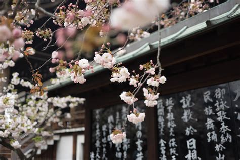 10 Best Japan Tours & Trips 2026/2027 - TourRadar