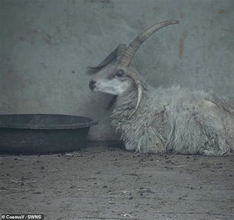 Mutated four-horned sheep becomes local attraction in Chinese zoo