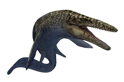 Mosasaurus/Mosasaurus hoffmannii PNG by ckaiser10123 on DeviantArt