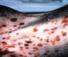 Haemostasis disorders (Primary) Flashcards | Quizlet