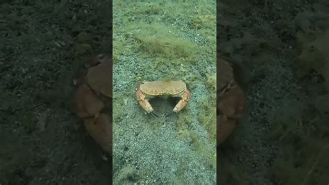 My dinner is running away! #spearfishing #freediving #fishing