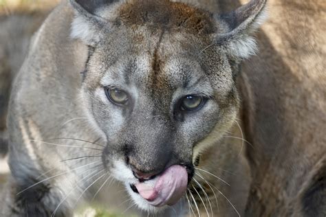 ZooTampa at Lowry Park | Things To Do In Tampa